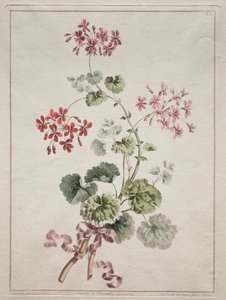 Collection de fleurs dessinées d