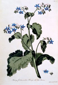 Bourrache avec fleurs bleues, illustration de 