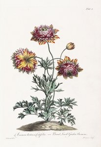 Anémone de jardin à larges feuilles - John Edwards