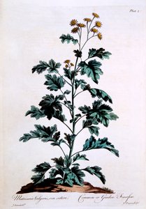 Grande camomille, illustration de 