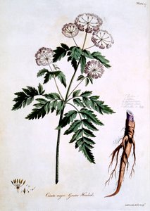 Grande Ciguë [Cicuta major], illustration de 
