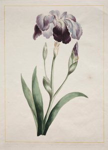 Iris japonais, Grand Iris Bleu, 1801 - John Edwards