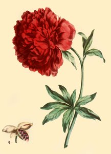 Pivoine : Paeonia Faemina Flore Pleno Rubro Majore
