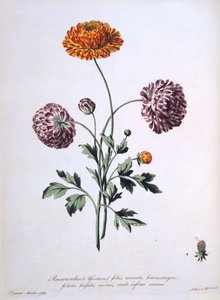 Renoncule, illustration de 