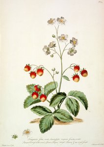 Fraise : Feuilles ovales en forme de lance et un fruit ovale de 