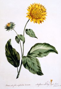 Tournesol avec de grandes feuilles dentelées, illustration de 