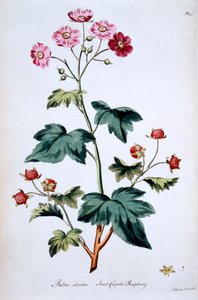 Framboise douce du Canada [Rubus odoratus], illustration de 
