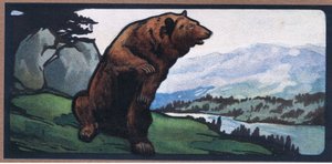 Ours brun - John Edwin Noble