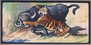 Tigre et buffle