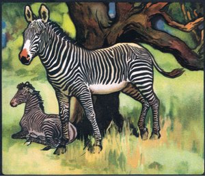 Zèbres, illustration de 