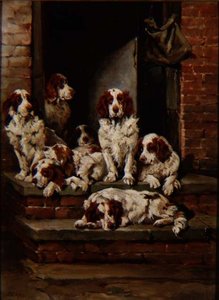 Spaniels en abondance