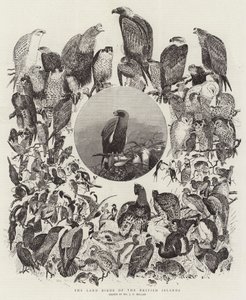 Les Oiseaux terrestres des îles britanniques - John Everett Millais