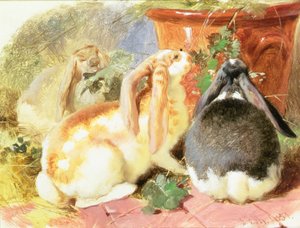 Étude de trois lapins à oreilles tombantes