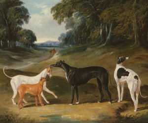 Lévriers, 