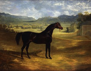 Jack Spigot, un cheval de course bai foncé dans un paddock à Bolton Hall, 1824 - John Frederick Herring Senior