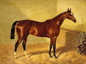 Orlando, un cheval de course bai dans un box, 1845