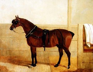 Cheval de Trait Primé en Harnais