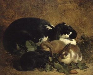 Lapins