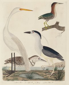Héron vert, Héron de nuit, Jeune héron et Grand héron blanc, publié 1808-1814 - John G. Warnicke