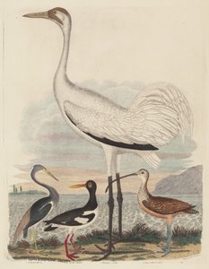 Héron de Louisiane, Huîtrier pie, Grue cendrée et Courlis à long bec, publié entre 1808 et 1814 - John G. Warnicke