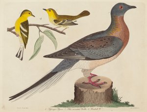 Pigeon voyageur, Paruline des montagnes bleues et Paruline de la pruche, publié 1808-1814 - John G. Warnicke