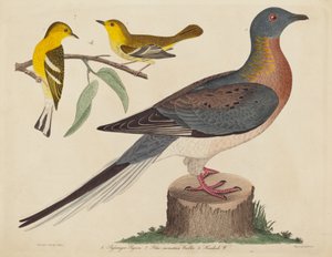Pigeon voyageur, Paruline des montagnes bleues et Paruline de la pruche, publié 1808-1814 - John G. Warnicke