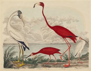 Ibis des bois, Ibis écarlate, Flamant rose et Ibis blanc - John G. Warnicke