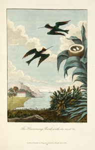 Colibri, avec son nid - John Gabriel Stedman