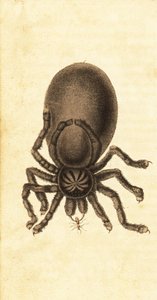 Tarantule à orteils roses, Avicularia avicularia (gravure)