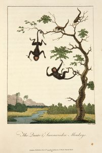 Les singes Quato et Saccawinkee