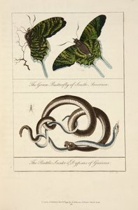 Le papillon vert d