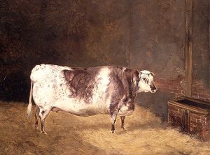 Vache Shorthorn - John Goode