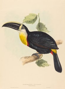 Toucan osculant Ramphastos osculans - John Gould, Elizabeth Gould