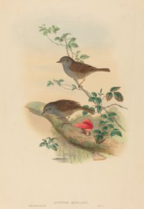 Accentor modularis Dunnock
