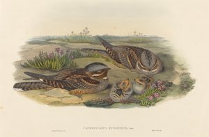 Engoulevent d