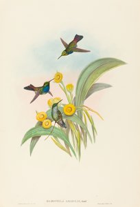 Damophila amabilis Colibri à poitrine bleue. Créateurs : John Gould, Henry Constantine Richter - John Gould and Henry Constantine Richter John Gould and Henry Constantine Richter