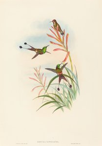 Discura longicauda Racket-Tail. Créateurs : John Gould, Henry Constantine Richter