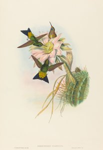 Eriocnemis vestitus Glowing Puff-Leg