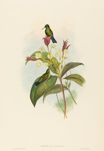 Eucephala caerulea Saphir à menton bleu. Créateurs : John Gould, Henry Constantine Richter - John Gould and Henry Constantine Richter John Gould and Henry Constantine Richter
