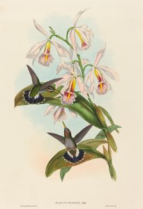 Glaucis fraseri, Gorge-barbelée de Fraser. Créateurs : John Gould, Henry Constantine Richter - John Gould and Henry Constantine Richter John Gould and Henry Constantine Richter
