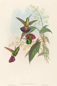 Lampornis prevosti - John Gould and Henry Constantine Richter John Gould and Henry Constantine Richter
