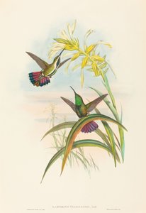 Lampornis veraguensis Veraguan Mango - John Gould and Henry Constantine Richter John Gould and Henry Constantine Richter