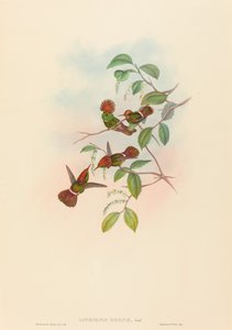 Lophornas reginae Spangled Coquette. Créateurs : John Gould, Henry Constantine Richter - John Gould and Henry Constantine Richter John Gould and Henry Constantine Richter