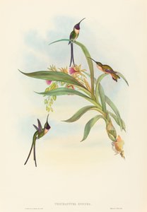 Tharmastura enicura Slender Shear-Tail. Créateurs : John Gould, Henry Constantine Richter - John Gould and Henry Constantine Richter John Gould and Henry Constantine Richter