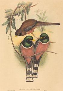 Trogan personatus - John Gould and Henry Constantine Richter John Gould and Henry Constantine Richter