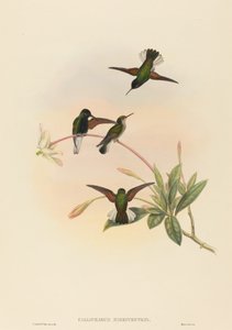 Callipharus nigriventris Colibri à ventre noir - John Gould, William Matthew Hart