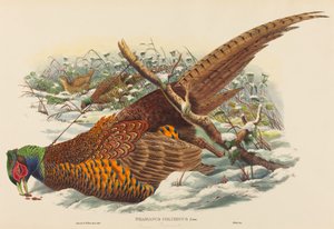 Phasianus colchicus Faisan à collier. Créateurs : John Gould, William Matthew Hart - John Gould, William Matthew Hart