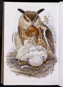 Un grand hibou et des poussins, de "Les Oiseaux d