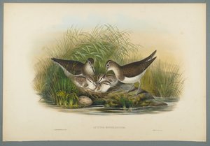 Actitis Hypoleucos - Chevalier guignette - John Gould