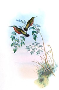 Adelomyia castaneiventris = Lampornis castaneoventris - John Gould